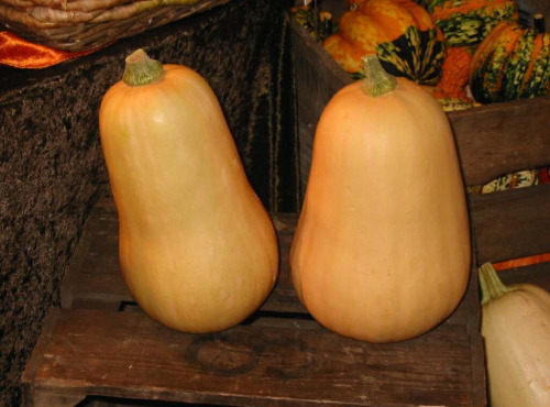 Nature et Saveurs - Ferme Aquaponique et Permacole Astérienne - Courge Butternut – La douceur d’automne