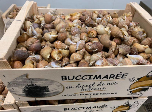 Buccimarée Producteurs Associés - Bulot Vivant Frais - 2kg