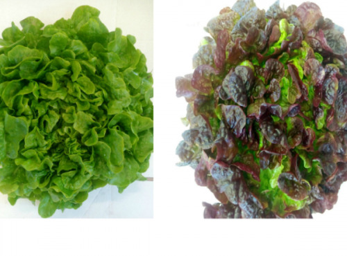 Les Herbes du Roussillon - Salade Laitue