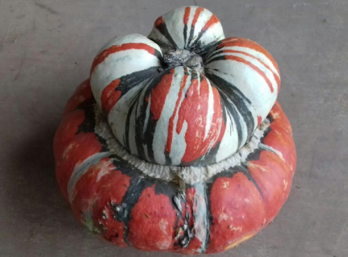 Multiproductions - Cédric Joliveau - Courge Giraumon 1.5kg
