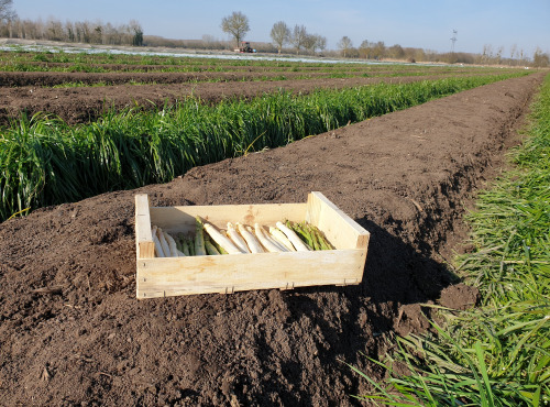 Langevine - Mix Asperges Blanches Et Vertes - 2kg