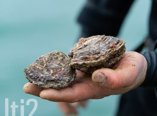 LTJ2 - Pêche en plongée - Huitre Plate De Plongée - 3kg