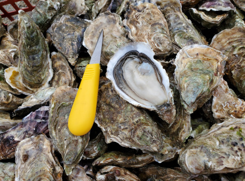 Huitres Damerose - Huitres naturelles Spéciales n°2 - 1 douzaine (12 pièces)