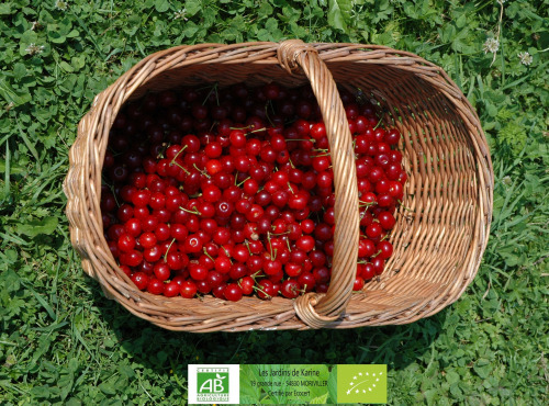 LES JARDINS DE KARINE - Cerise Griotte dénoyautée surgelée - 250g