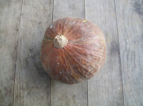 HERBA HUMANA - Courge Kabocha