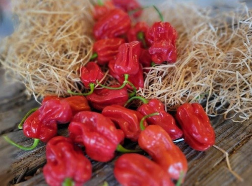 Les Jardins de Gérard - Piment Habanero Bio