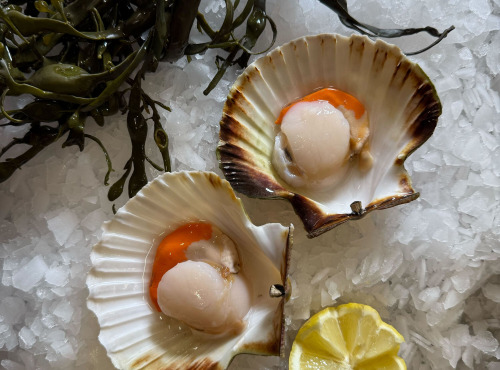 Brest Marée - Noix de Saint Jacques de la Baie de Morlaix - 300g