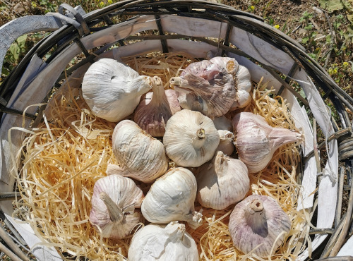 Les Jardins de Gérard - ails drômois BIO