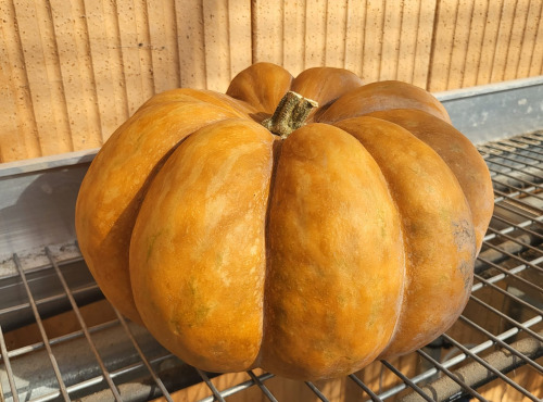 ChâteauFer - Courge musquée de Provence