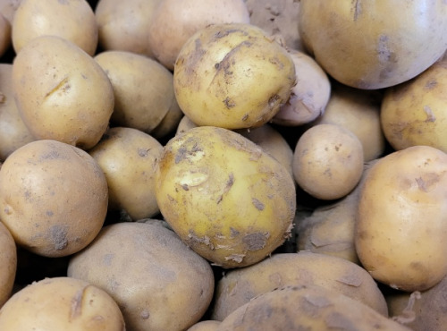 Le Pré de la Rivière - Pomme de terre nouvelle bio