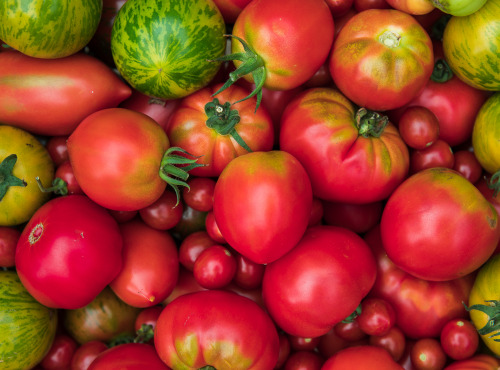 Maison Argentain - Tomate Pleine Terre Ancienne - 900g