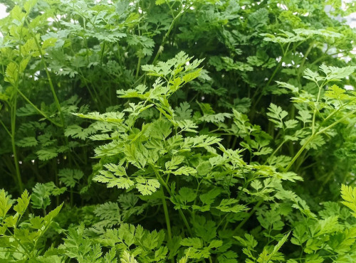 Nature et Saveurs - Ferme Aquaponique et Permacole Astérienne - Cerfeuil Commun