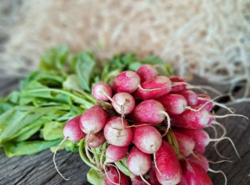 Les Jardins de Gérard - Radis rose Bio