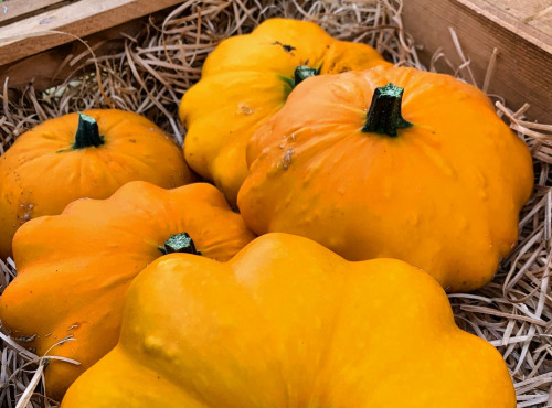 Nature et Saveurs - Ferme Aquaponique et Permacole Astérienne - Courge Pâtisson