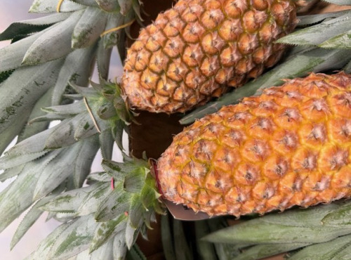 L'OLIVERAIE DU COUDON - ANANAS – LOT 1 PIÈCE (CATÉGORIE MÛR )