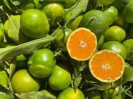 L’Oliveraie du Coudon - CLEMENTINE A PEAU VERTE 1KG