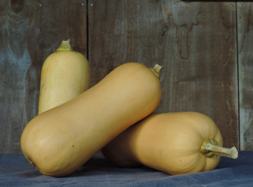 La Ferme du Polder Saint-Michel - Butternut Bio