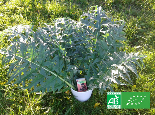 LES JARDINS DE KARINE - Feuilles d'artichaut fraîche - 500g