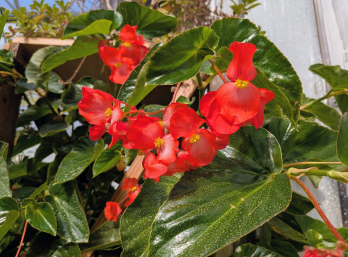 Nature et Saveurs - Ferme Aquaponique et Permacole Astérienne - Fleurs de bégonia Dragon rouge - 4g