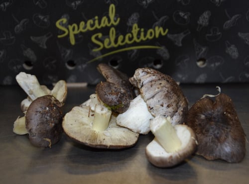 Trapon Champignons - Charbonniers 1kg