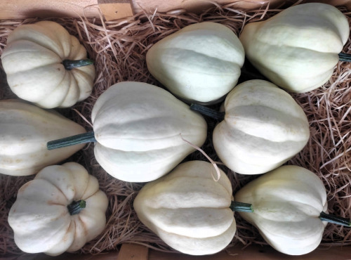 Nature et Saveurs - Ferme Aquaponique et Permacole Astérienne - Courge Blanche Acorn Thelma Sanders