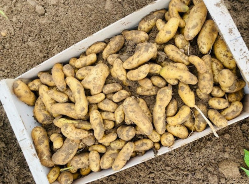 Maison Argentain - Pomme de terre ratte - 1kg