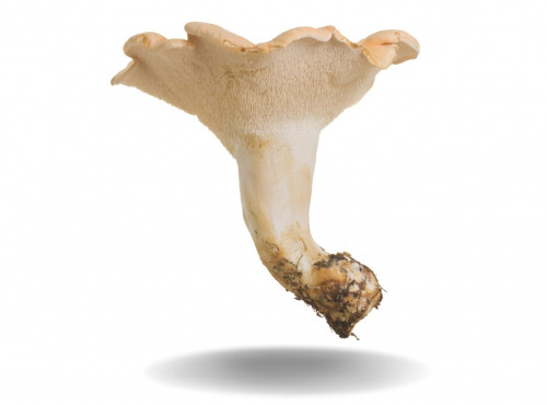 Naturélium - Le pied de mouton sauvage 500g