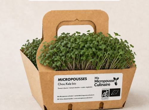 Ma Micropousse culinaire - Micro-pousses bio de chou kale – 16 barquettes