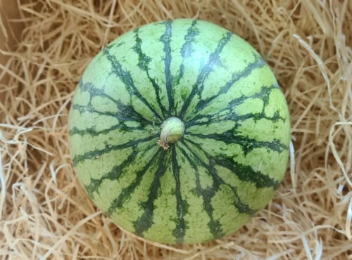 Le Châtaignier - Mini Pastèque - 1kg à 1kg500