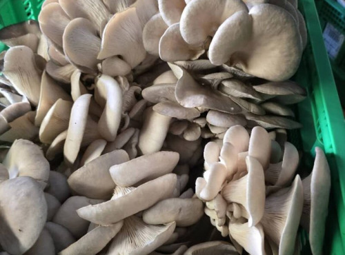 Cham B - Pleurotes Bio Françaises 250g