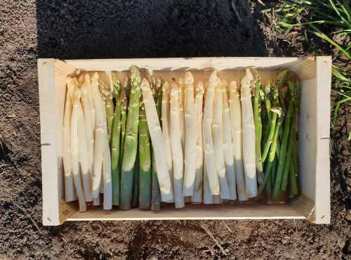 Langevine - Mix Asperges Blanches Et Vertes - 2kg