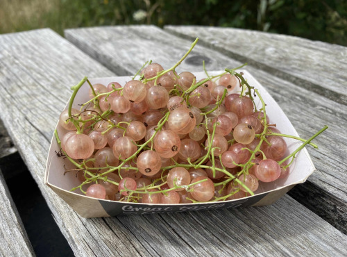 Ferme Sinsac - groseilles roses en barquette de 125 grs