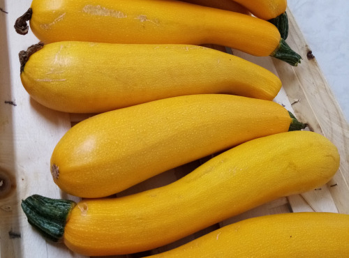 Le Rucher de Cantiers - Courgettes jaunes du jardin