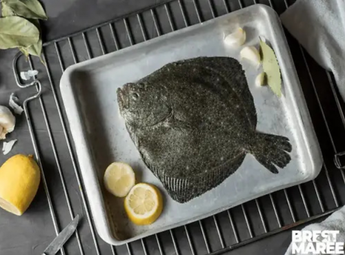 Brest Marée - Turbot - 1kg