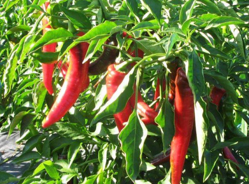Elissalde Le Potager Basque - 10 Plants de Piment du Pays Basque ULTRA-DOUX - 100% Naturel (vrac)