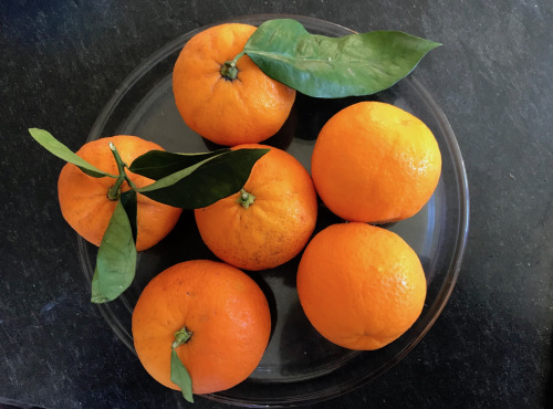 Le Jardin des Antipodes - Orange Douce Variété Ancienne