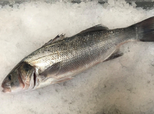 Godaille de l'Armement Cherbourgeois - En Direct du Bateau - Bar Sauvage- Pièce De 2kg