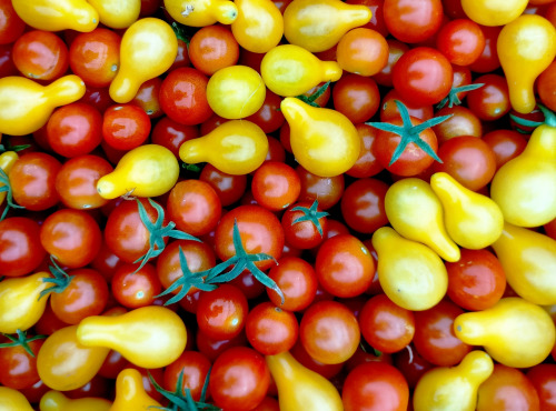 Nature et Saveurs - Ferme Aquaponique et Permacole Astérienne - Tomates cerises rouges & poire jaune : le duo gourmand