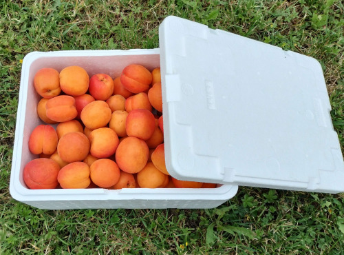 Gobert, l'abricot de 4 générations - [Précommande] Abricots 12kg
