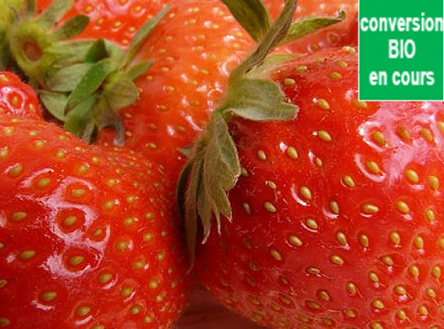 Mon Petit Producteur - Fraise Bio Dar Select [vendu Par 250g]