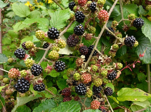 Rébecca les Jolies Fleurs - Mûres