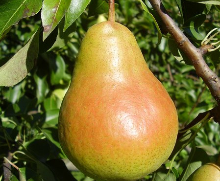 L'OLIVERAIE DU COUDON - POIRE Harrow Sweet 5KG