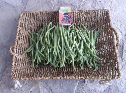 LES JARDINS DE KARINE - Haricot vert - 1 kg