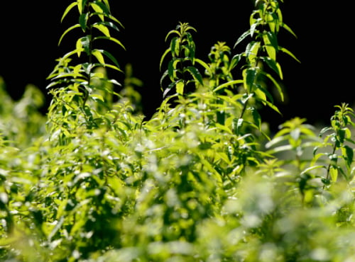 Les Herbes du Roussillon - Verveine Fraîche