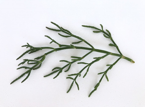 Agriloops - Salicorne Agriloops - Barquette 150 g