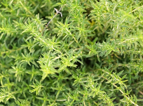 Les Jardins du Mas de Greil - Sarriette, Bouquet Frais