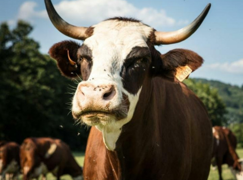 Domaine du Catié - Tomme de la Montagne Noire au lait cru entier Bio