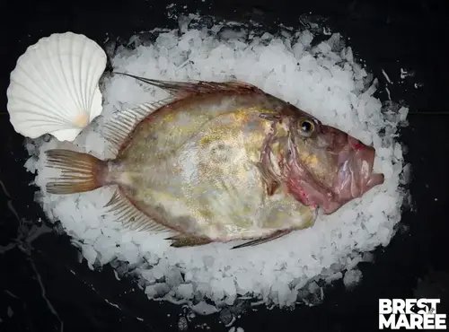 Brest Marée - Saint-Pierre - Pièce de 1kg