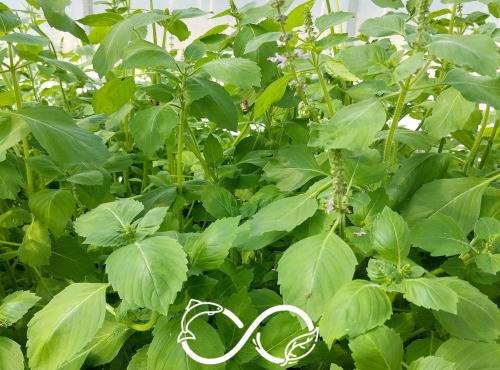 Nature et Saveurs - Ferme Aquaponique et Permacole Astérienne - Basilic Sacré ou Tulsi (Bouquet Frais)