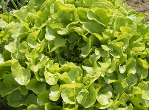 Les Champs Paradis - Salade Feuille de chêne verte